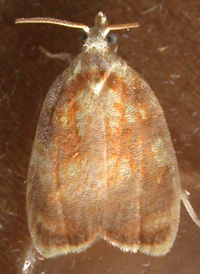Red-edged Acleris